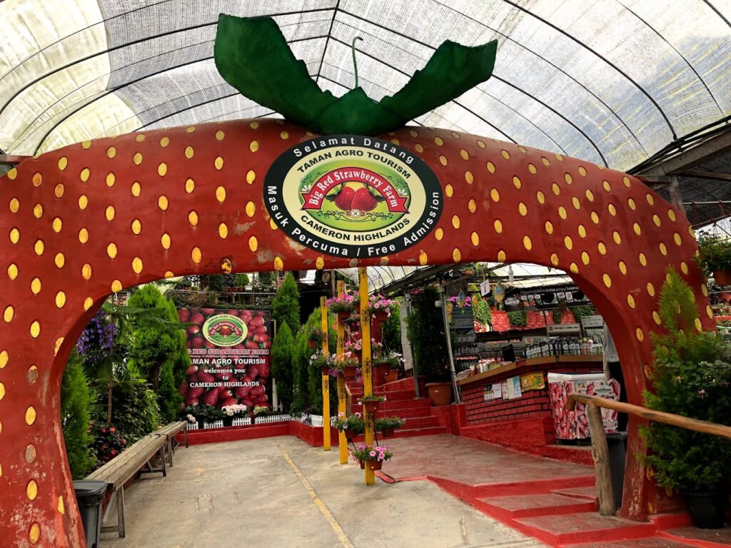 Big Red Strawberry Farm