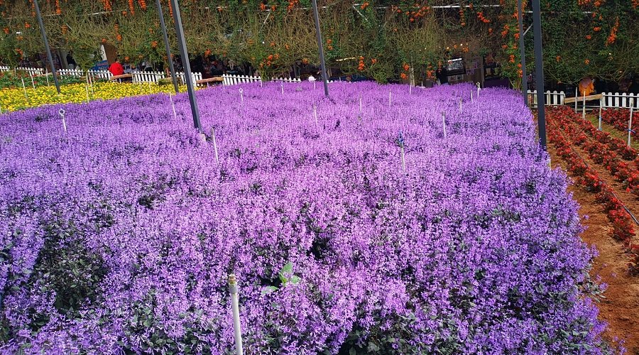 lavender garden cameron highland