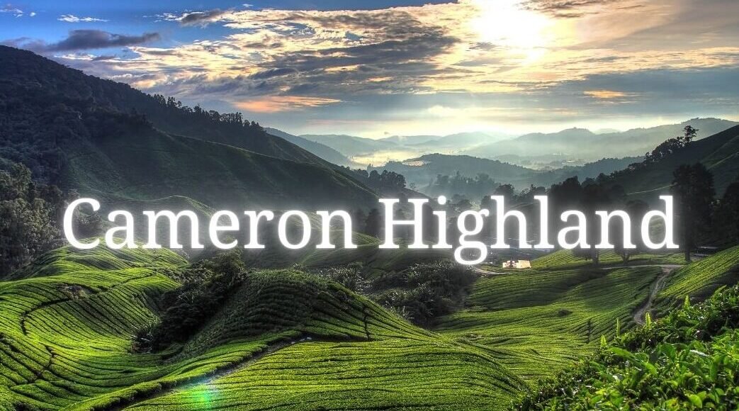 Read more about the article 23 Tempat-Tempat Menarik di Cameron Highland