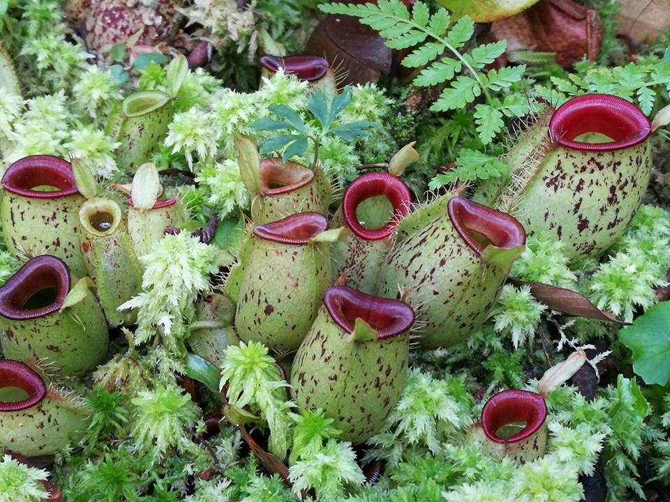 Monkey Cup Garden