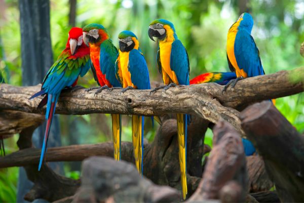 Penang Bird Park